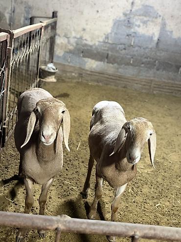Продаю | Овца (самка) | Арашан | Для разведения | Ярка