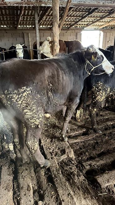 Коровы, быки: Продаю | Бык (самец) — 1