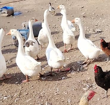 danisan qus: Bu ilin cavan quşları satılır. Hamısı cavandır və sağlamdır. Qazlar — — 6