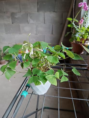 Другие комнатные растения: Комнатные растения — набор 1) Бегония (черенок/молодое растение в — 7