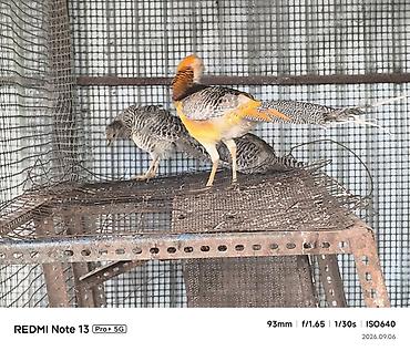 синяя птица: Золотой фазан (Chrysolophus pictus) лимонный фазан ) - Яркий — 7