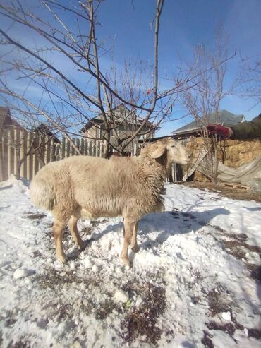 машинка для стришки барана: Продаю | Овца (самка)