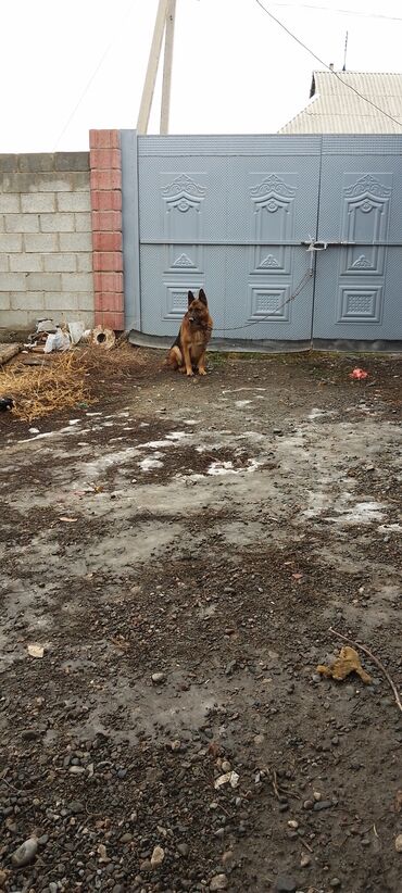 Продажа собак: Продаю восточной европейские овчарки самка и кобель по 3,5 года щенок — 7