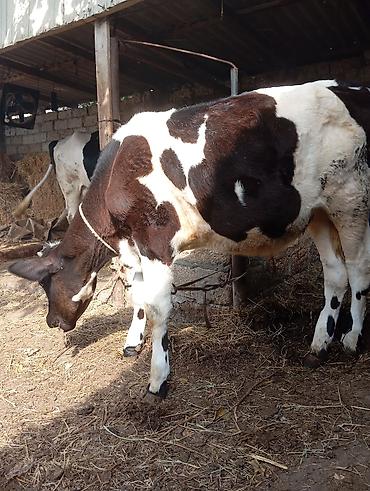 akvarium satilir: 5. aylıq erkek dana satılır unvan bine savxoz razılaşma yolu ilə — 4
