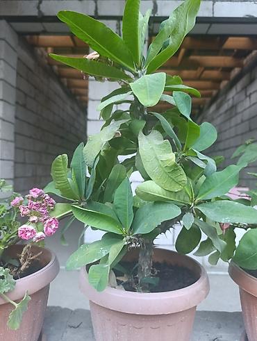 Молочаи: Комнатное растение «Молочай Милла» (Euphorbia milii, «Корона Христа») — 2