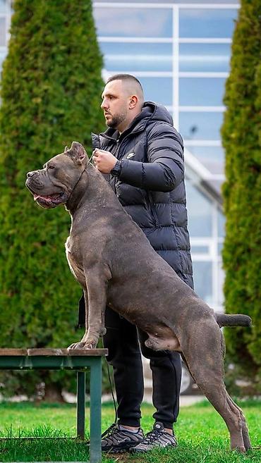 Psi: Dostupni za rezervaciju stenci Cane Corso iz registrovane — 16