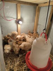 где можно купить котенка: 🐣 Lohman Brown Cücələri 10 ədəd 1 aylıq cücələrdi Tam sağlam və çox