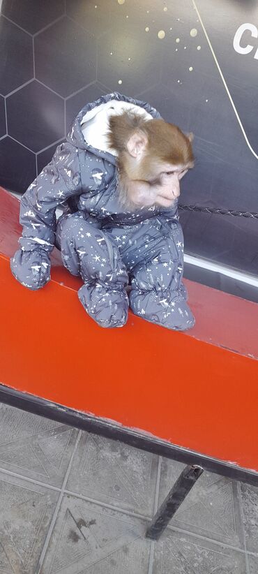 Digər heyvanlar: Tayson adlı meymun satılır. Ağıllışirindi. Kim isdəsə yazsın — 5