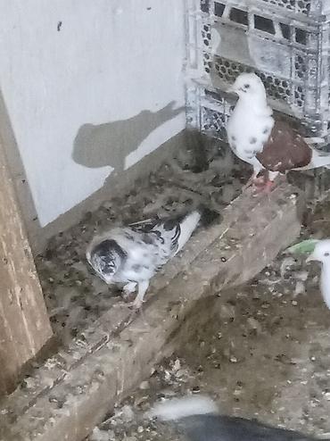 qus yuvası: Qeyd: Şəkillərdə müxtəlif rəngdə ev göyərçinləri təqdim olunur — 7