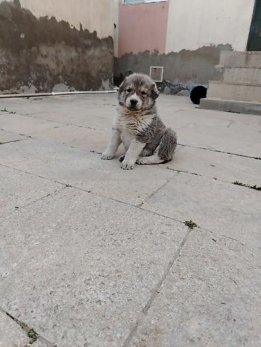 İtlər: Kanqal, 1 ay, Erkek — 3