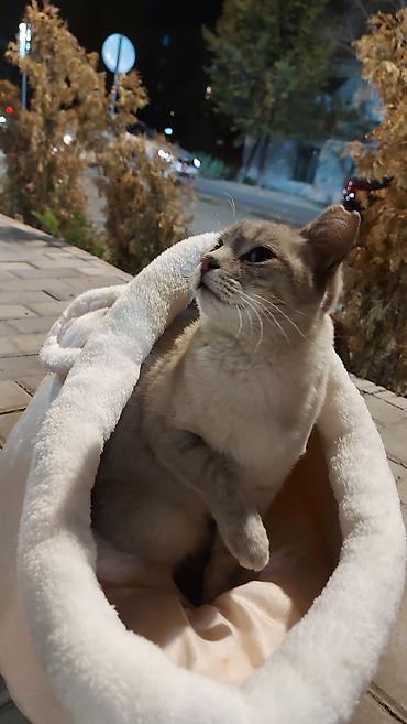 приют котят: Кошка в добрые руки с прекрасными голубыми глазами, но без одного — 3