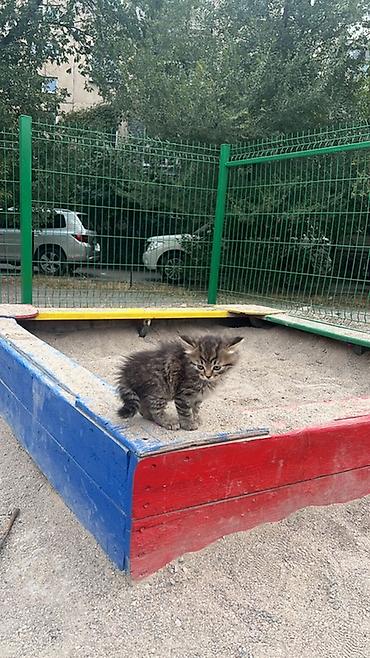 кошки пушистые: Котёнок пушистый, даром,полосатый, с мягкой длинной шерстью и — 2