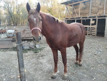 купить рабочую охотничью собаку: Сатам | Бээ (ургаачы) | Жумушка