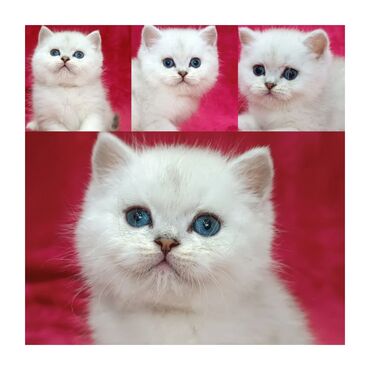 коты токмок: Предлагается к предварительному резерву шикарный шотландский котенок