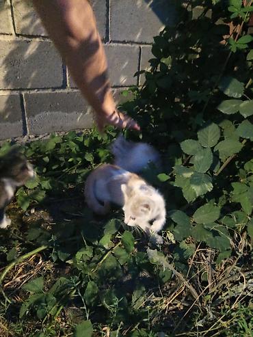 кошка породистые: Отдам в добрые руки трех котят. Описание: - Возраст: ориентировочно — 5