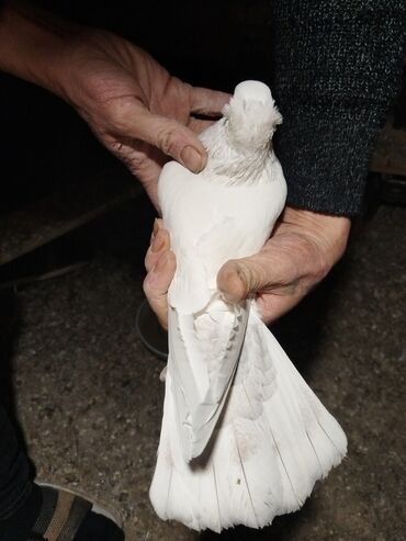 Göyərçinlər: Ağ rəng üstünlük təşkil edən ev göyərçinləri – dəst halında. - — 9