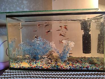 Рыбы: Продаются 2 аквариума с рыбками гуппи 🐠 В комплекте: ^ два ухоженных — 14