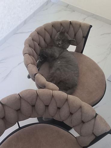 Pişiklər: Britan, Dişi, Yaxşı əllərə, Ünvandan götürmə — 4