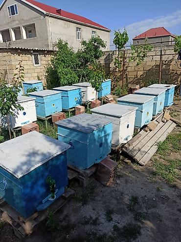 ana ari satışı: Arılar bakfast ve kalinka növləridi. Yüksək məhsuldarlıq verir — 3