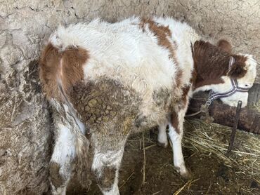 теленки или телята купить: Сатам | Музоо | Аргын | Бордоп семиртүү үчүн | Байланган