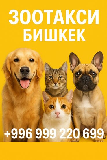 черепашьи яйца купить: 🚕 Зоотакси Бишкек 🐾 Перевозка животных по городу! ✅ Машина — Honda