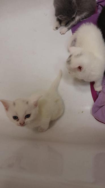 Pişiklər: Erkək, Dişi, Yaxşı əllərə, Ünvandan götürmə, Ödənişli çatdırılma, Rayonlara çatdırılma — 10