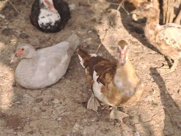 Digər heyvanlar: Salam.400 yaxın heyvandır fərələrin çoxu yumurtlayır bir neçəsi artıq — 12