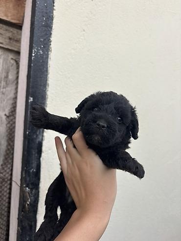 1 ay, Erkək, Ünvandan götürmə, Pulsuz çatdırılma, Ödənişli çatdırılma