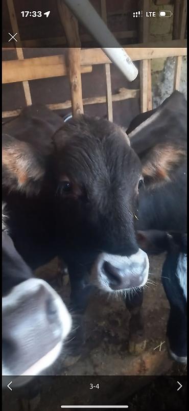 телята: Продаю | Музоо, торпок | Полукровка — 2