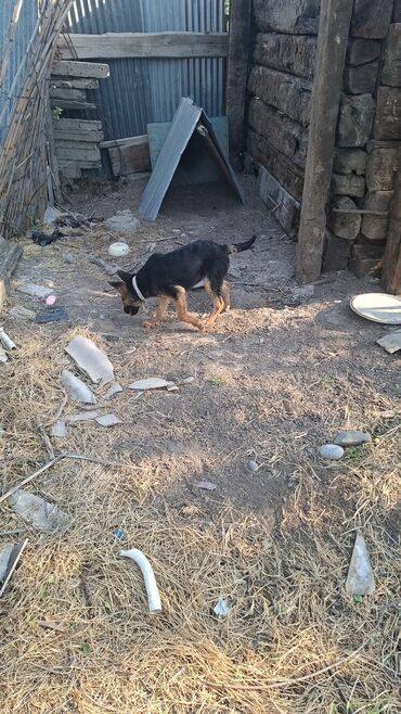 simmental inək cinsi: 4 ay, Dişi