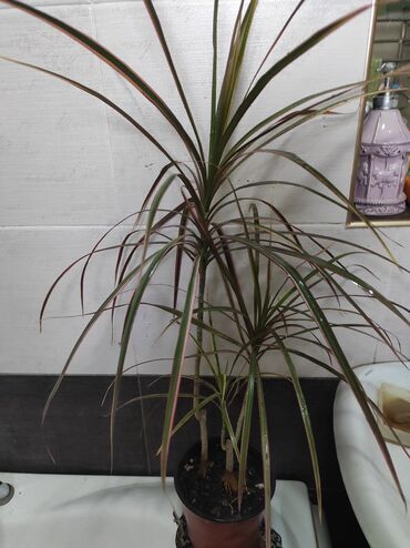 Садовые цветы и кустарники: Саженцы цветка: Флоксы — 29