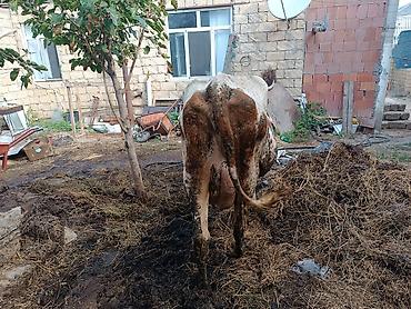 tap az qusar heyvanlar: Salam aleykum. Allah hamının bazarın versin. Diqqətlə oxuyun sonra — 3