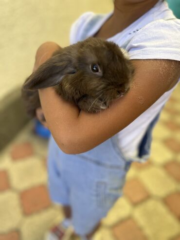 Другое: Продаю кролика с клеткой.
Город Каракол