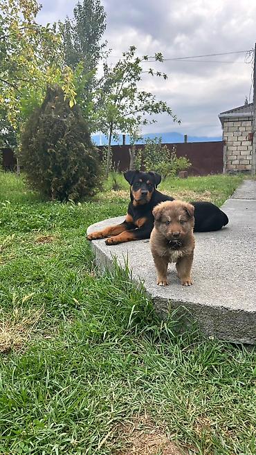 İtlər: Rotveyler, 7 ay, Erkək, Peyvəndli, Ödənişli çatdırılma — 2