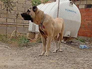 Kanqal, 1 il, Erkək, Peyvəndli lalafo.az -da Kanqal, 1 il, Erkək, Peyvəndli