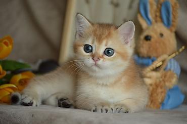 Pişiklər: Qızıl şinşilla, Erkək, Dişi, Ünvandan götürmə — 1