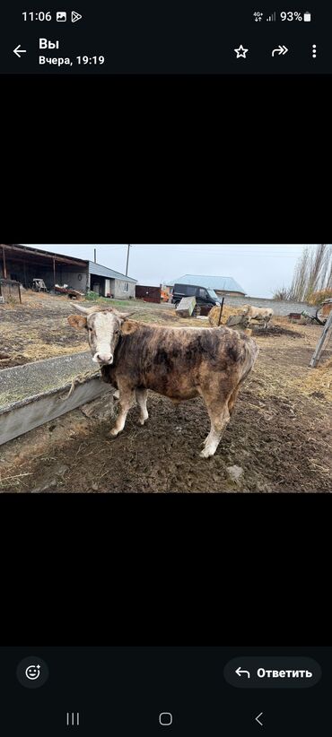 сельскохозяйственные животные продажа: Продаю | Бык (самец) | Алатауская | На откорм, На забой