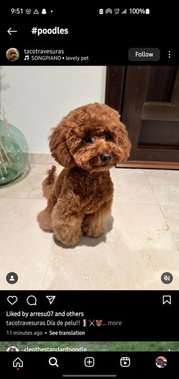 Άλλα: Toy poodle available