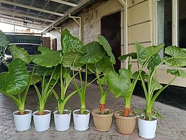 казаны большие: Алоказия (Alocasia) в декоративных горшках - Крупные — 1