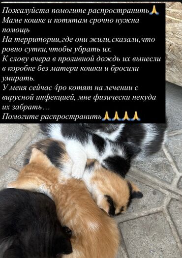 купить клетку для собаки бу: Ищут дом: кошка-мама и котята. Описание: - Семейство кошачьих, котята