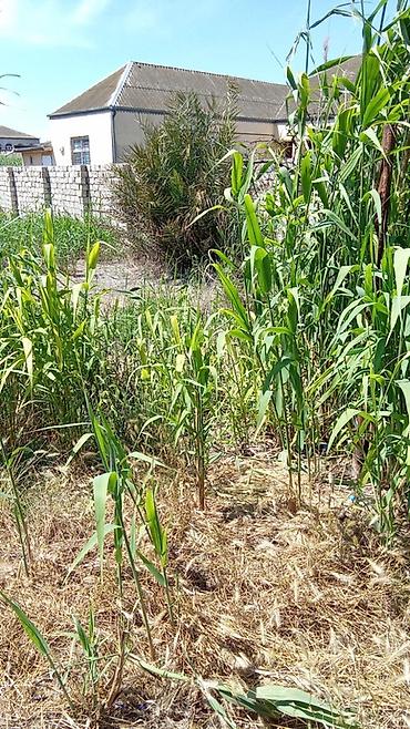 maştağa kiraye: 2 sot, Tikinti, Mülkiyyətçi, Kupça (Çıxarış) — 7