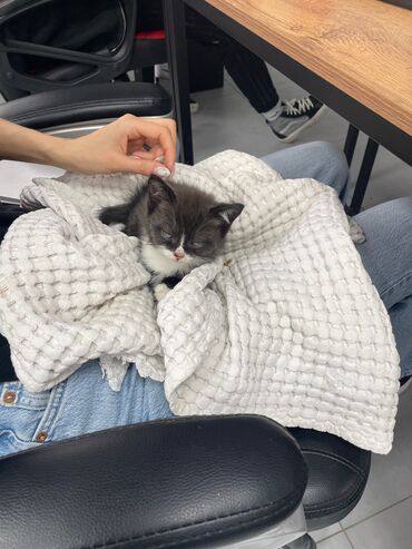 Отдам даром кошку: 2 месяца, Девочка, Приучена к лотку, Проглистована, С прививками