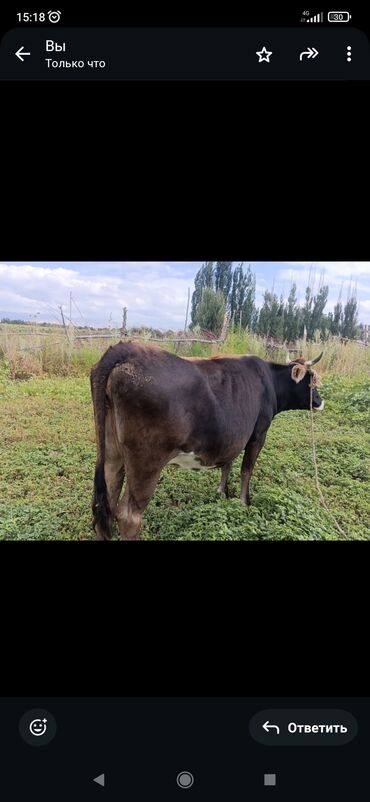 Коровы, быки: Продаю | Корова (самка) | Стельные