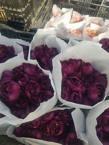 Букеты из живых цветов: Тюльпаны с луковицей — ассортименты цветов и сортов оптом на 8 - марта — 12