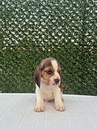 Psi: ŠTENCI BIGLA – The Lovely Dogs Pogledajte vrhunski kvalitet naših — 11