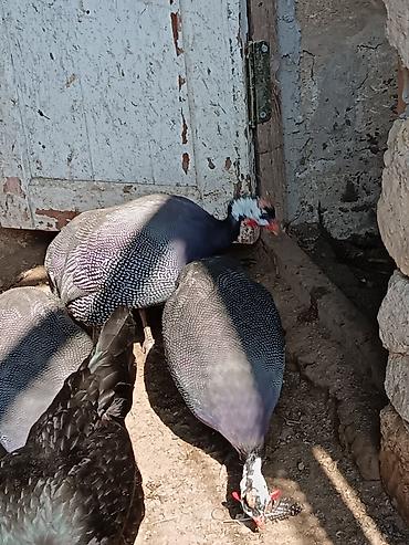bocek satışı: Salam olsun firengdi yumurtalar satılır mayalidilar sayı azdi — 3