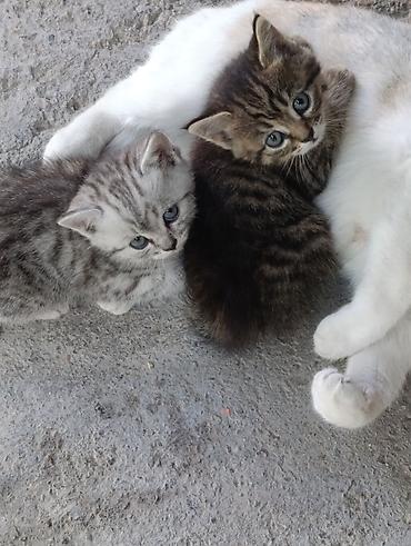 Мышыктар: Котята от домашней кошки. Описание: - Помёт из двух котят: один — 1