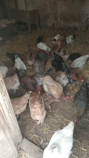 Toyuqlar: Toyuq, Damazlıq — 1