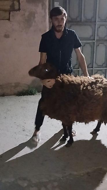 qara kanada: Qoyun – ətlik və damazlıq üçün - Cins: qaragül tipli yerli qoyun — 2