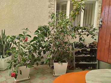 поддон: Комнатные растения в кашпо - Монстера делициоза (Monstera deliciosa) — 3
